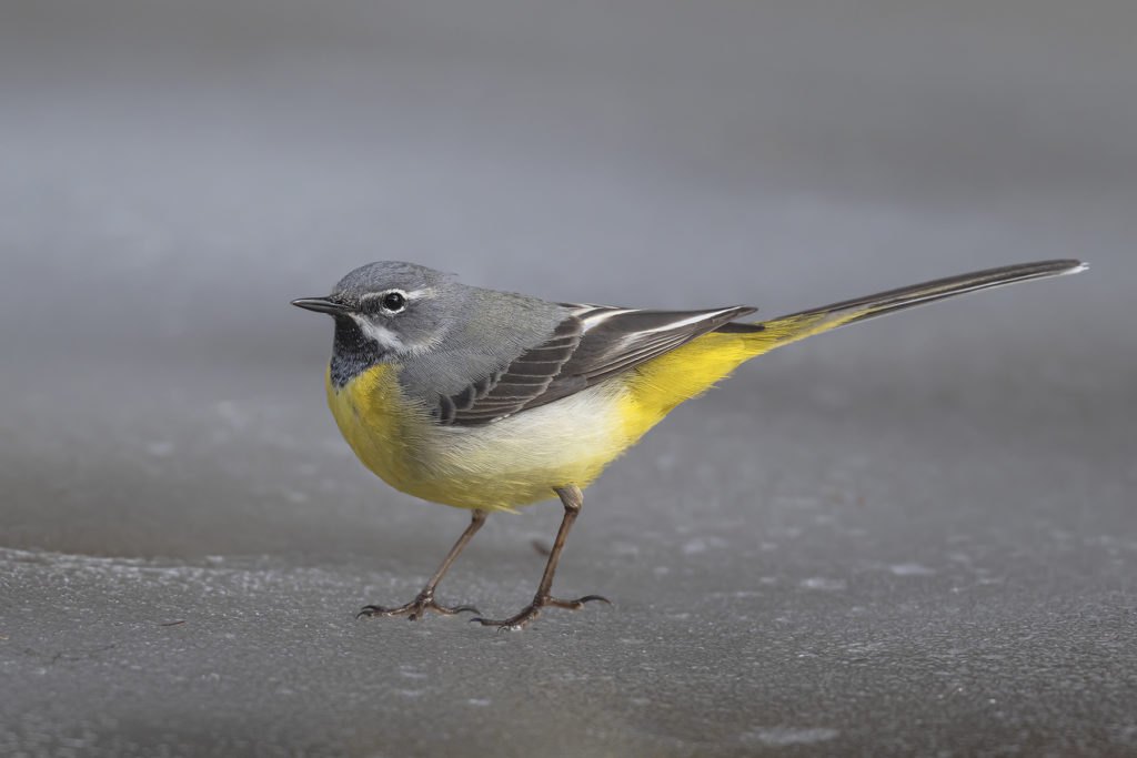 Carnets naturalistes - Affût aux bergeronnettes - Bergeronnette des ruisseaux