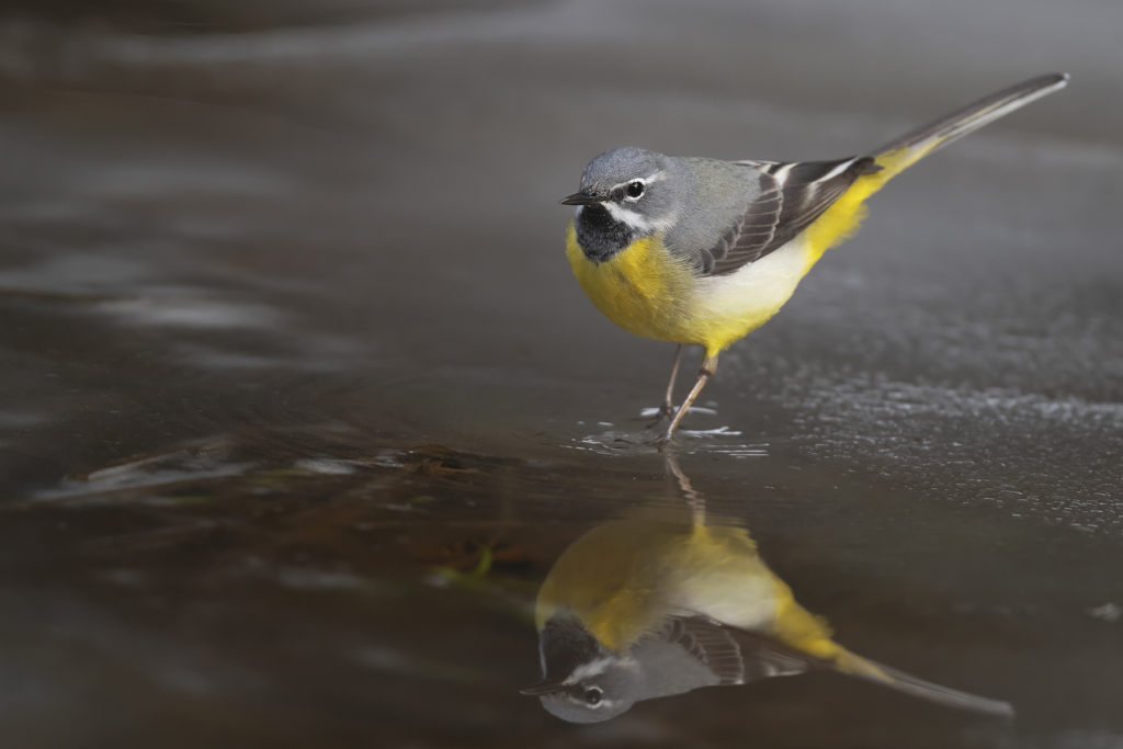 Carnets naturalistes - Affût aux bergeronnettes - Bergeronnette des ruisseaux