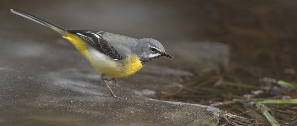 Carnets naturalistes - Affût aux bergeronnettes - Bergeronnette des ruisseaux