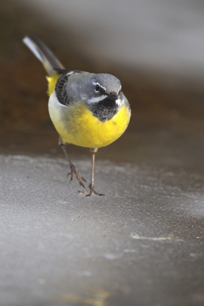 Carnets naturalistes - Affût aux bergeronnettes - Bergeronnette des ruisseaux