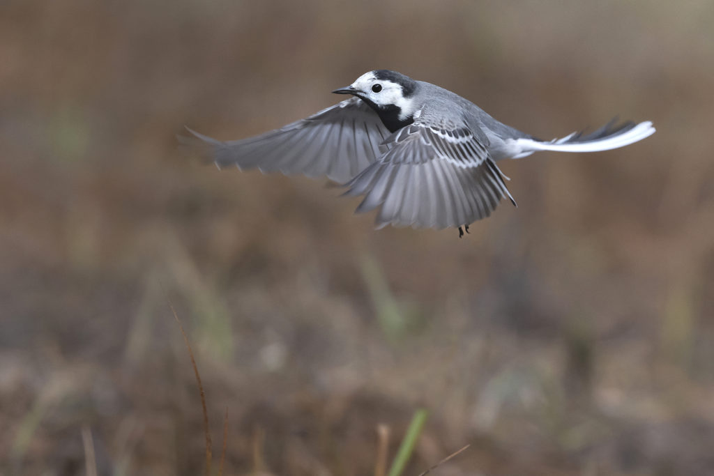 Carnets naturalistes - Affût aux bergeronnettes - Bergeronnette Grise