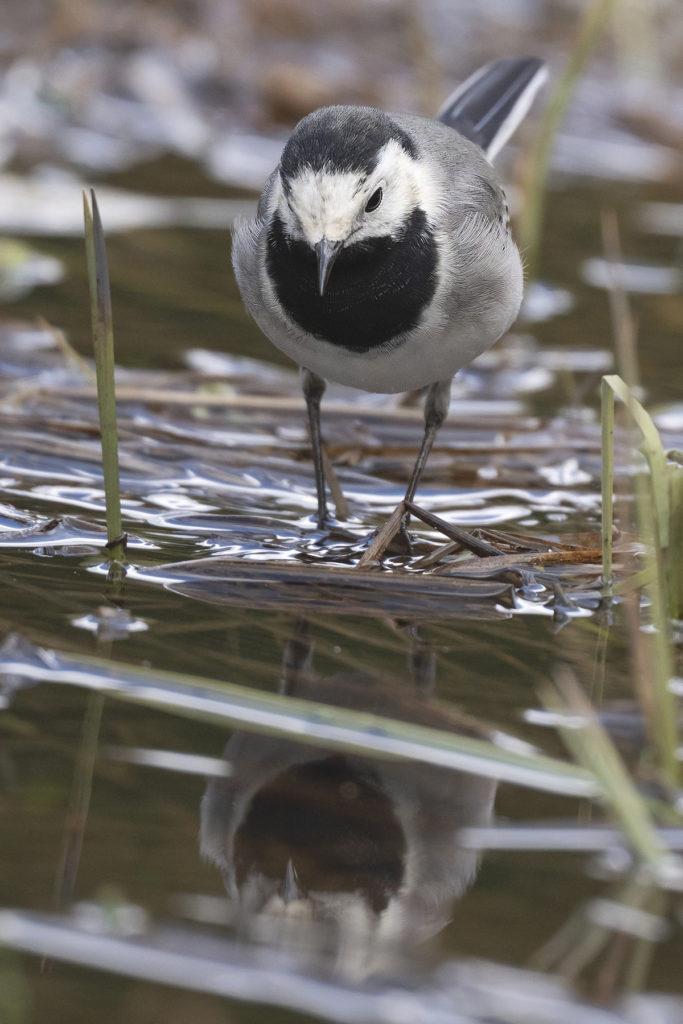 Carnets naturalistes - Affût aux bergeronnettes - Bergeronnette Grise