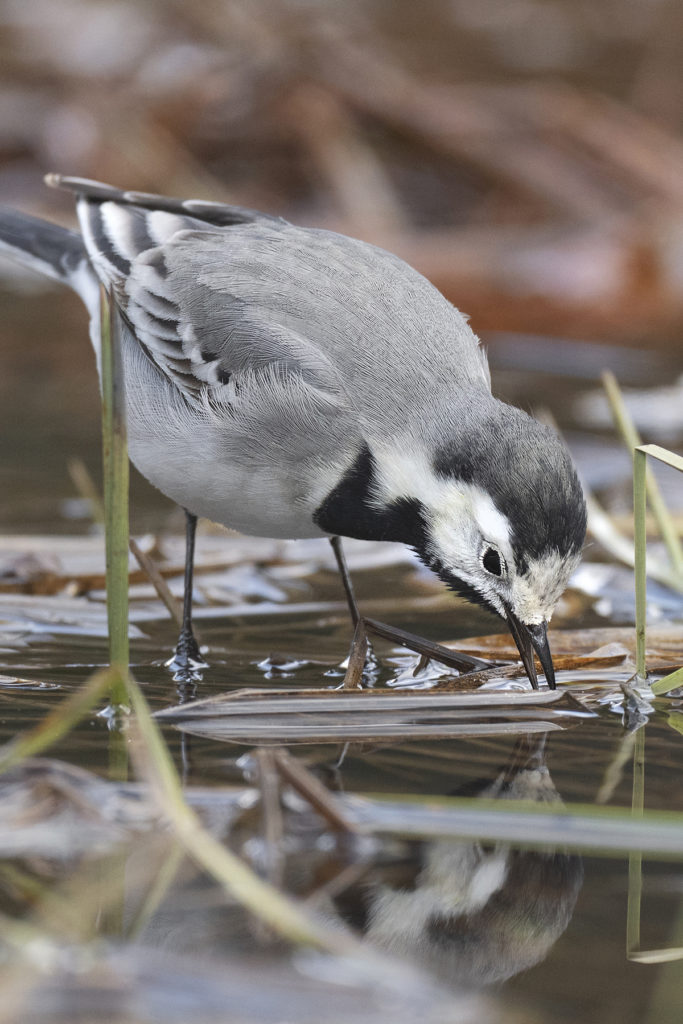 Carnets naturalistes - Affût aux bergeronnettes - Bergeronnette Grise