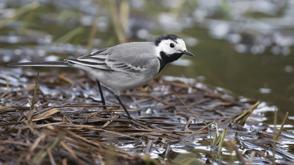 Carnets naturalistes - Affût aux bergeronnettes - Bergeronnette Grise