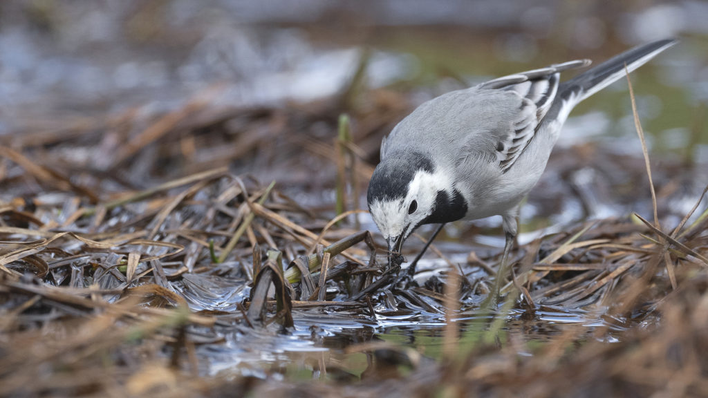 Carnets naturalistes - Affût aux bergeronnettes - Bergeronnette Grise