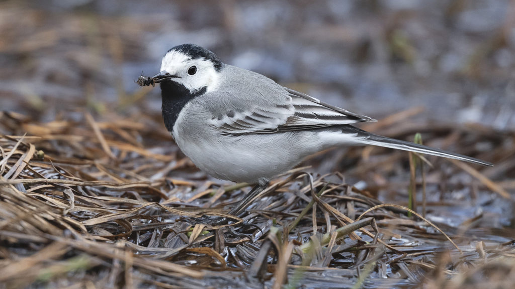 Carnets naturalistes - Affût aux bergeronnettes - Bergeronnette Grise