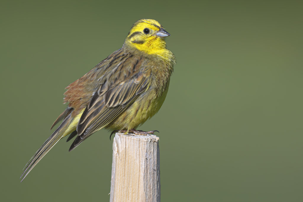Carnets naturalistes - Affut aux passereaux des zones agro-pastorales et urbaines - Bruant jaune