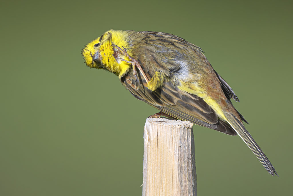 Carnets naturalistes - Affut aux passereaux des zones agro-pastorales et urbaines - Bruant jaune