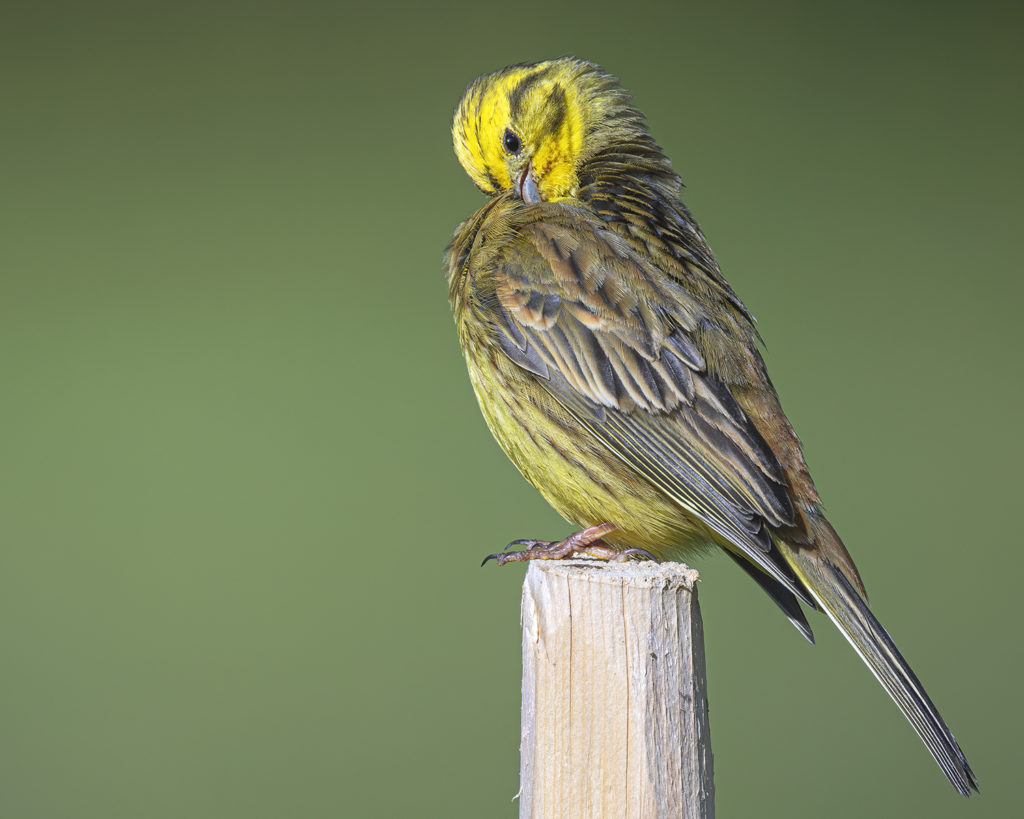 Carnets naturalistes - Affut aux passereaux des zones agro-pastorales et urbaines - Bruant jaune