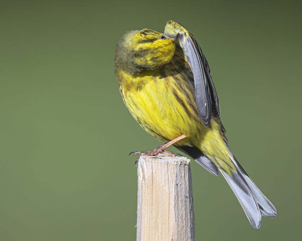 Carnets naturalistes - Affut aux passereaux des zones agro-pastorales et urbaines - Bruant jaune