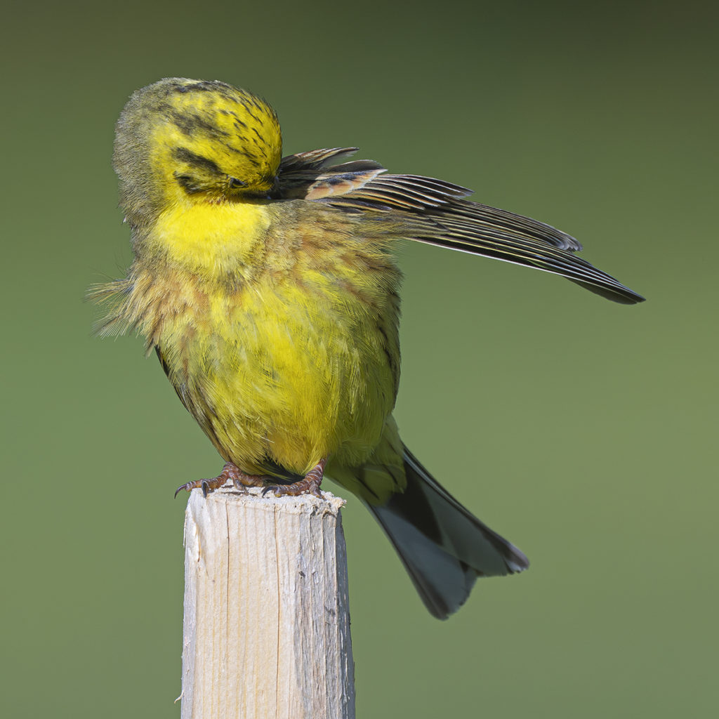 Carnets naturalistes - Affut aux passereaux des zones agro-pastorales et urbaines - Bruant jaune