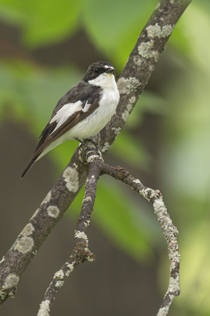 Carnets naturalistes - Affut aux passereaux des zones agro-pastorales et urbaines - Gobe mouche noir
