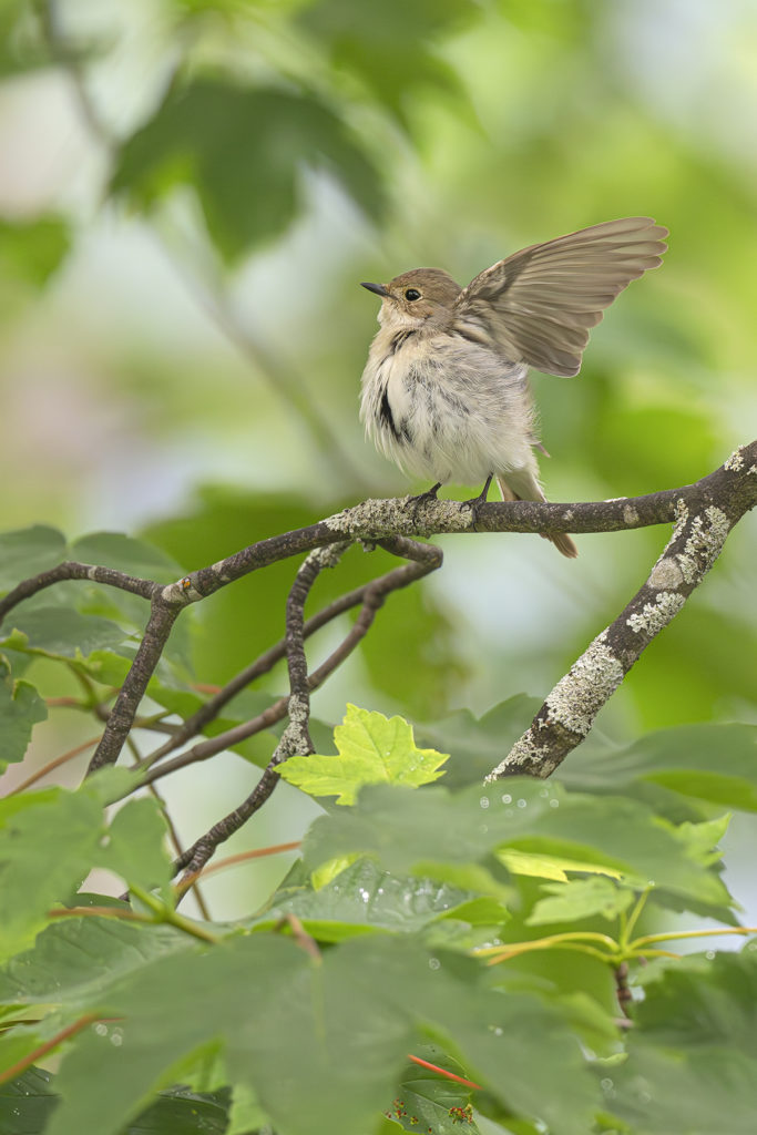 Carnets naturalistes - Affut aux passereaux des zones agro-pastorales et urbaines - Gobe mouche noir
