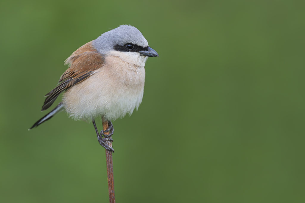 Carnets naturalistes - Affut aux passereaux des zones agro-pastorales et urbaines - Pie grièche écorcheur