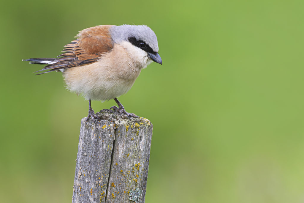 Carnets naturalistes - Affut aux passereaux des zones agro-pastorales et urbaines - Pie grièche écorcheur