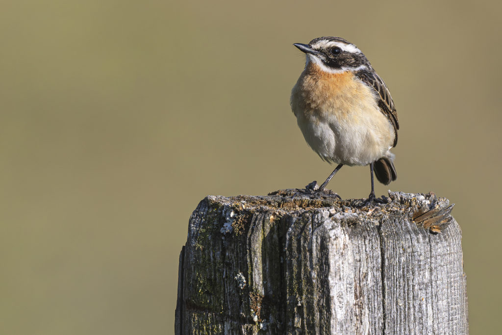 Carnets naturalistes - Affut aux passereaux des zones agro-pastorales et urbaines - Tarier des prés