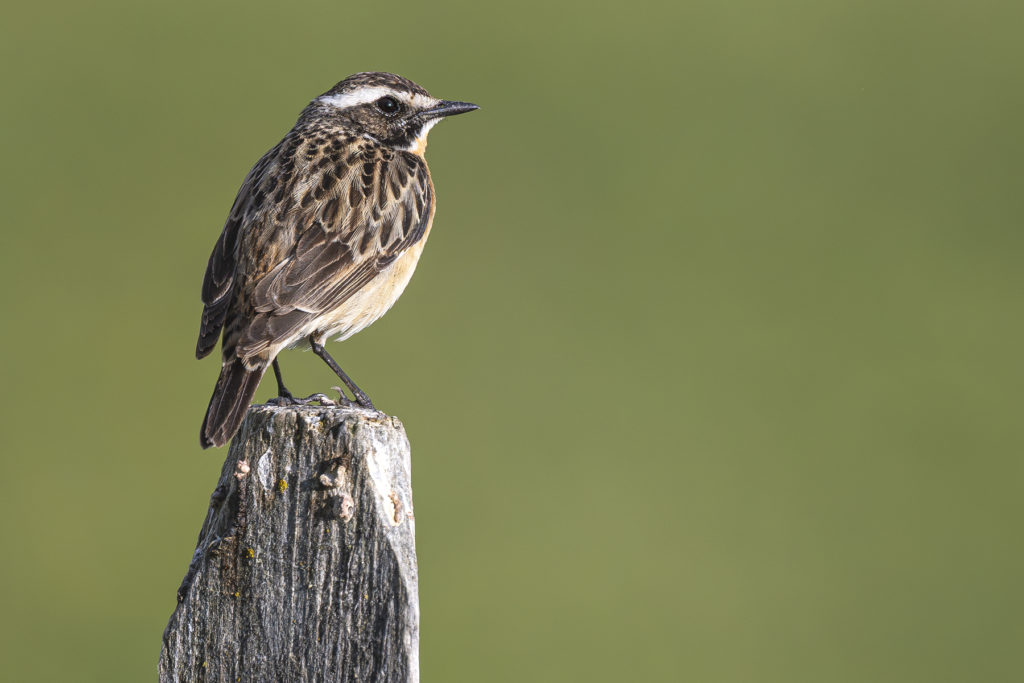Carnets naturalistes - Affut aux passereaux des zones agro-pastorales et urbaines - Tarier des prés