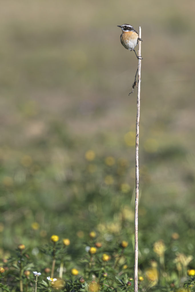 Carnets naturalistes - Affut aux passereaux des zones agro-pastorales et urbaines - Tarier des prés