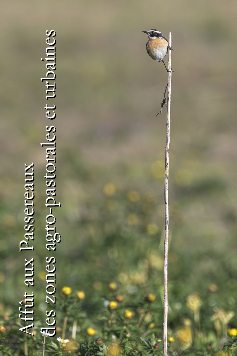 Carnets naturalistes - Affut aux passereaux des zones agro-pastorales et urbaines - Tarier des prés - Thumbnail