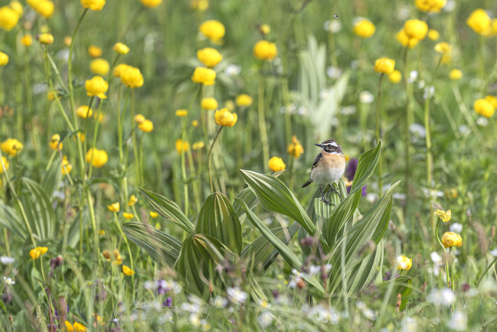 Carnets naturalistes - Affut aux passereaux des zones agro-pastorales et urbaines - Tarier des prés