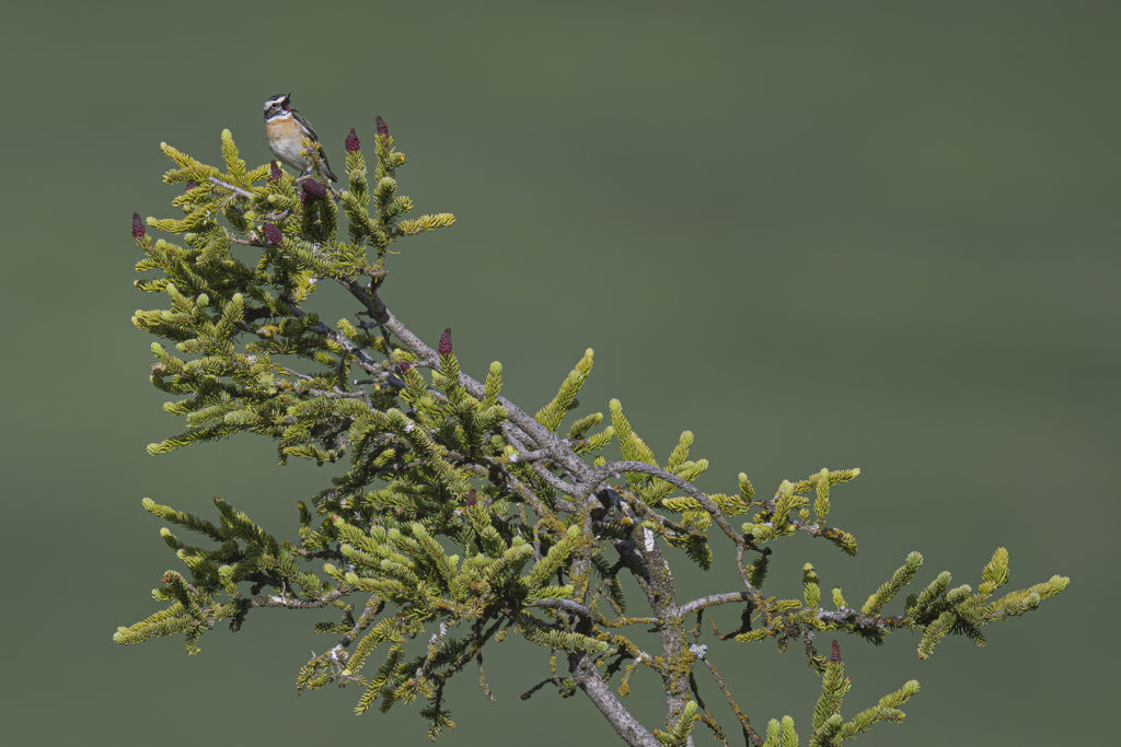 Carnets naturalistes - Affut aux passereaux des zones agro-pastorales et urbaines - Tarier des prés