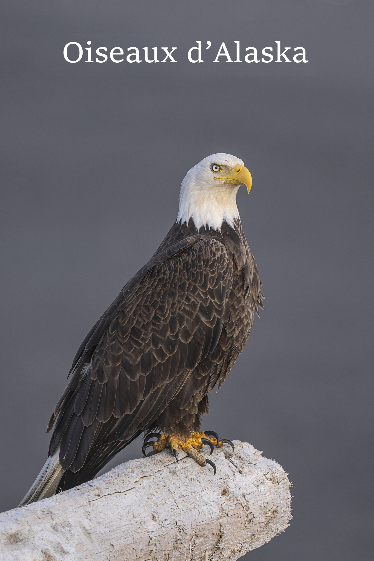 Conférence – Oiseaux d’Alaska - Couverture