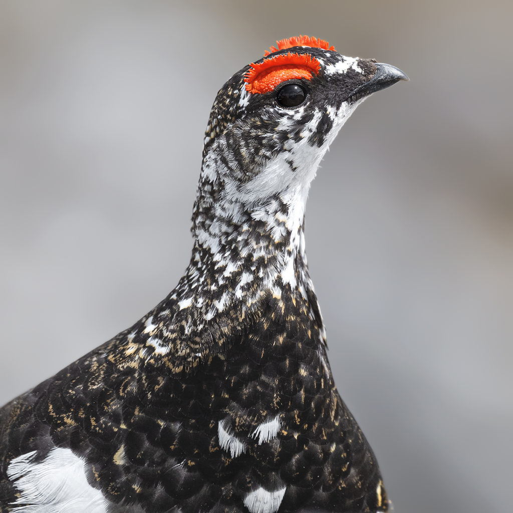 Actualités - L’univers sauvage du Lagopède alpin