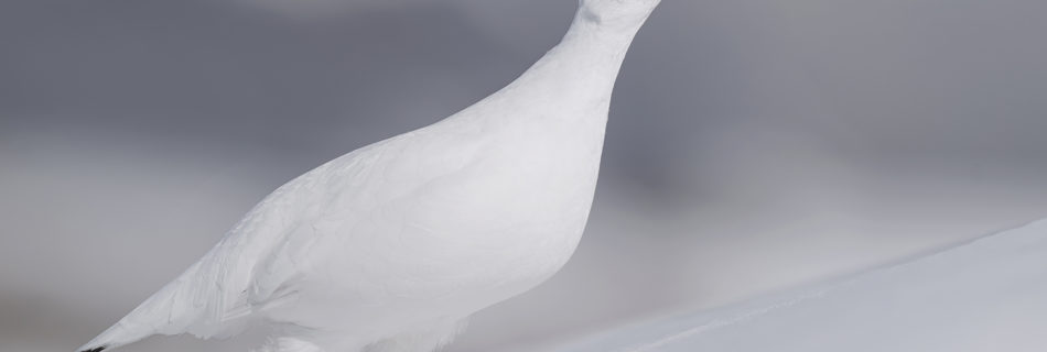 Actualités - L’univers sauvage du Lagopède alpin