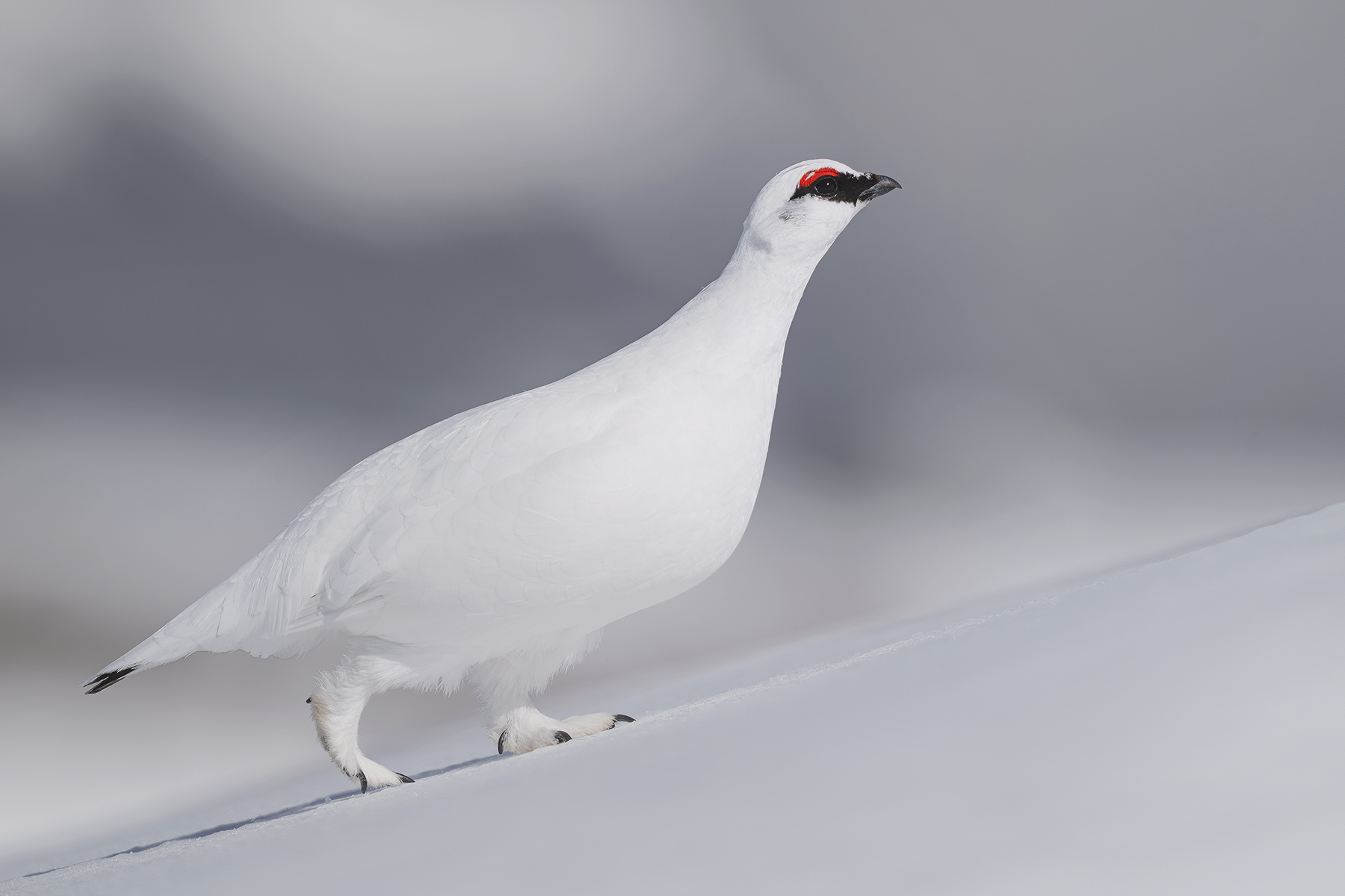 Actualités - L’univers sauvage du Lagopède alpin