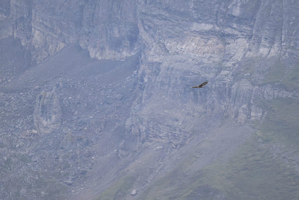 Carnets naturalistes - à l’ombre des géants dans la brume de la Gemmi - Aigle royal