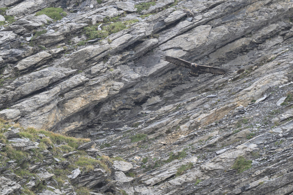 Carnets naturalistes - à l’ombre des géants dans la brume de la Gemmi - Aigle royal
