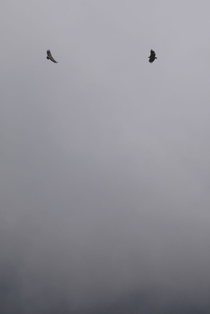 Carnets naturalistes - à l’ombre des géants dans la brume de la Gemmi - Aigle royal