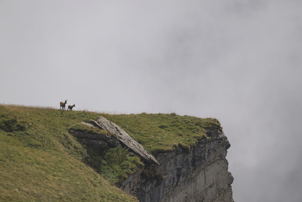 Carnets naturalistes - à l’ombre des géants dans la brume de la Gemmi - Chamois