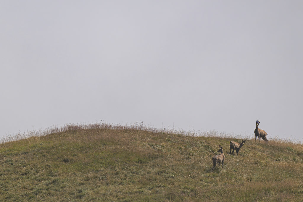 Carnets naturalistes - à l’ombre des géants dans la brume de la Gemmi - Chamois