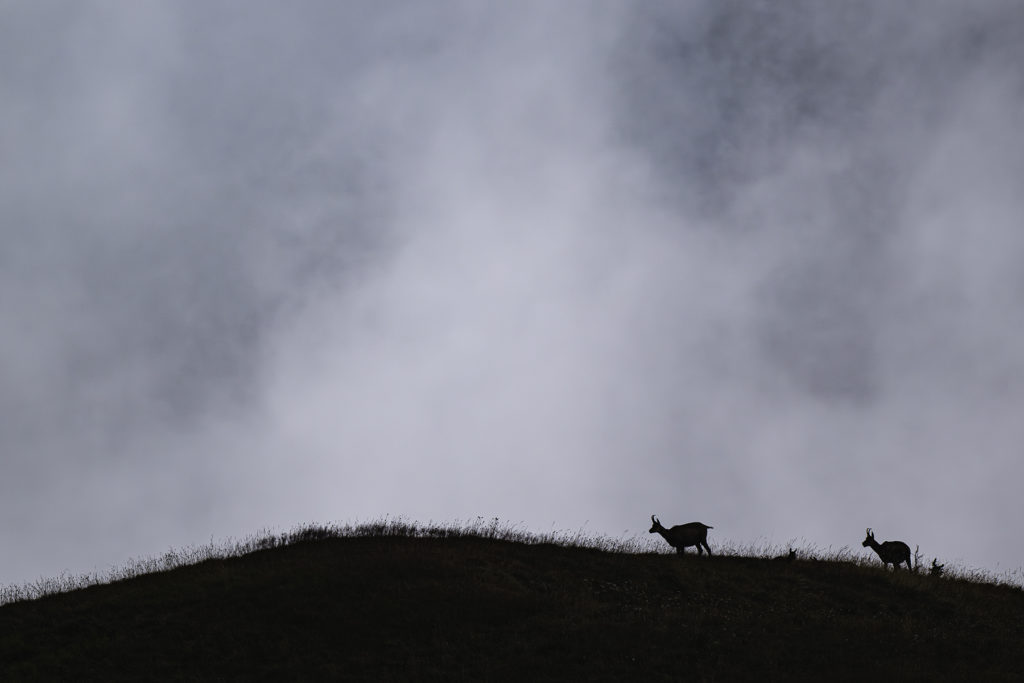 Carnets naturalistes - à l’ombre des géants dans la brume de la Gemmi - Chamois