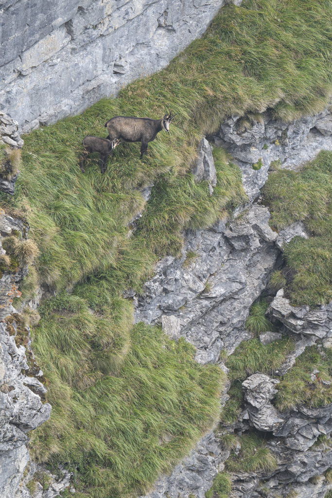 Carnets naturalistes - à l’ombre des géants dans la brume de la Gemmi - Chamois