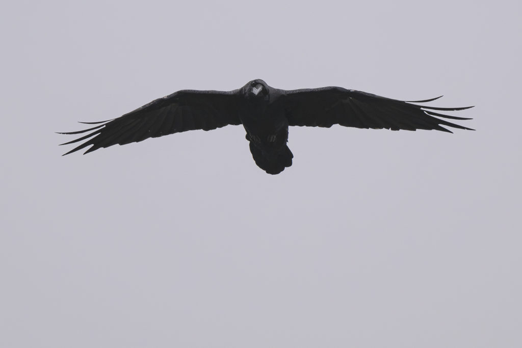 Carnets naturalistes - à l’ombre des géants dans la brume de la Gemmi - Grand corbeau