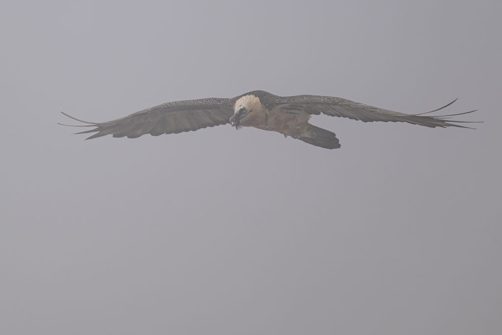 Carnets naturalistes - à l’ombre des géants dans la brume de la Gemmi - Gypaète barbu