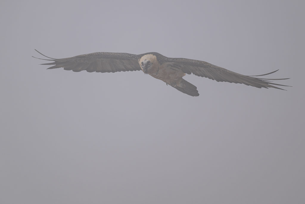 Carnets naturalistes - à l’ombre des géants dans la brume de la Gemmi - Gypaète barbu