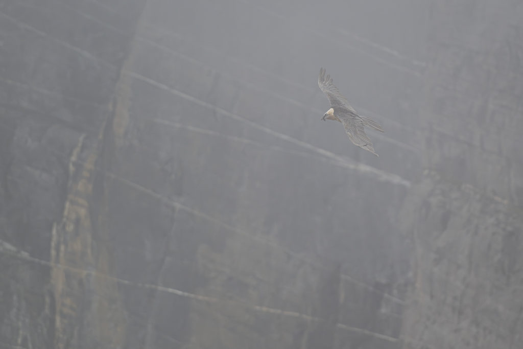 Carnets naturalistes - à l’ombre des géants dans la brume de la Gemmi - Gypaète barbu