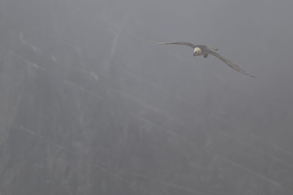 Carnets naturalistes - à l’ombre des géants dans la brume de la Gemmi - Gypaète barbu