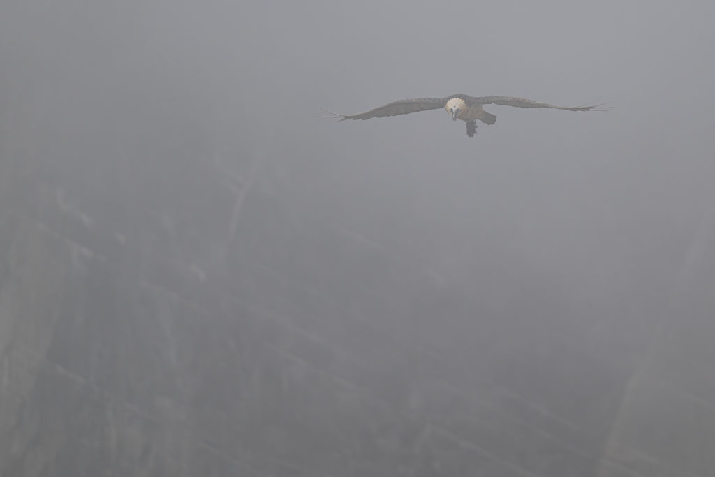 Carnets naturalistes - à l’ombre des géants dans la brume de la Gemmi - Gypaète barbu
