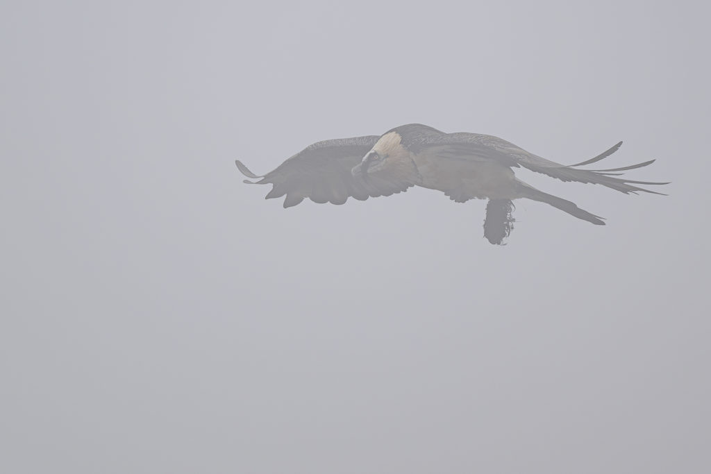 Carnets naturalistes - à l’ombre des géants dans la brume de la Gemmi - Gypaète barbu