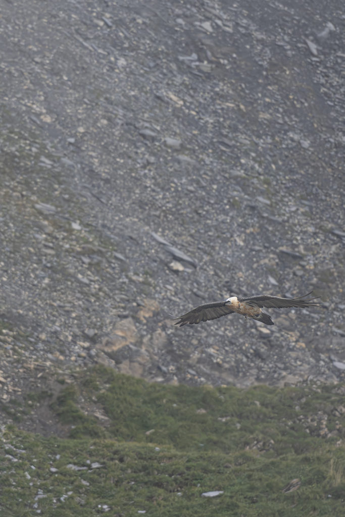 Carnets naturalistes - à l’ombre des géants dans la brume de la Gemmi - Gypaète barbu