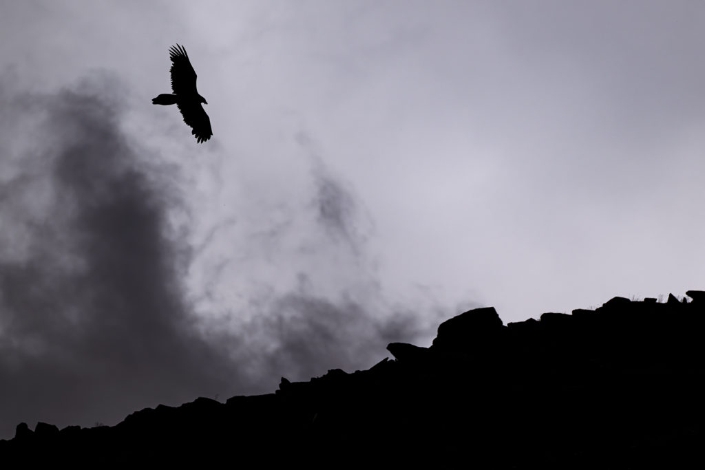 Carnets naturalistes - à l’ombre des géants dans la brume de la Gemmi - Gypaète barbu