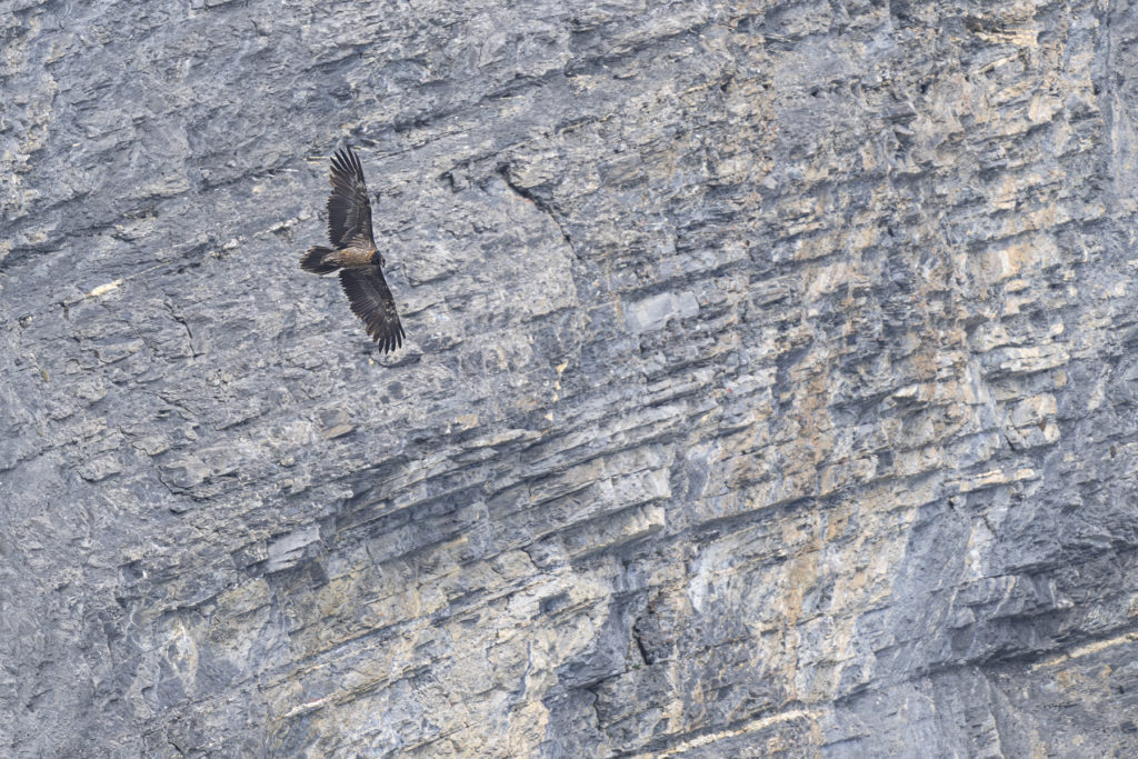 Carnets naturalistes - à l’ombre des géants dans la brume de la Gemmi - Gypaète barbu