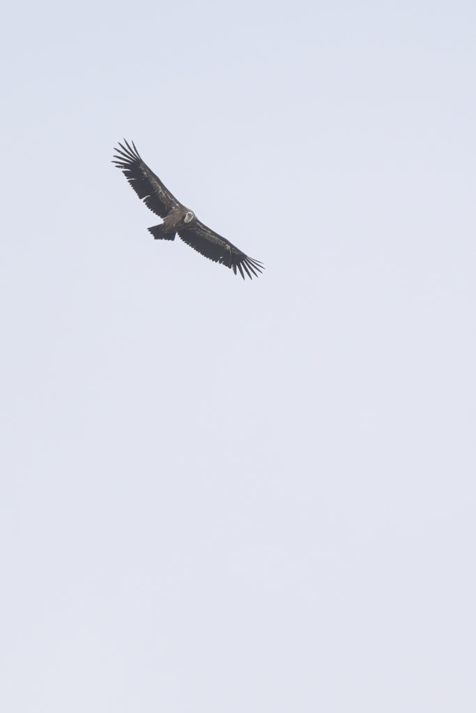 Carnets naturalistes - à l’ombre des géants dans la brume de la Gemmi - Vautour fauve