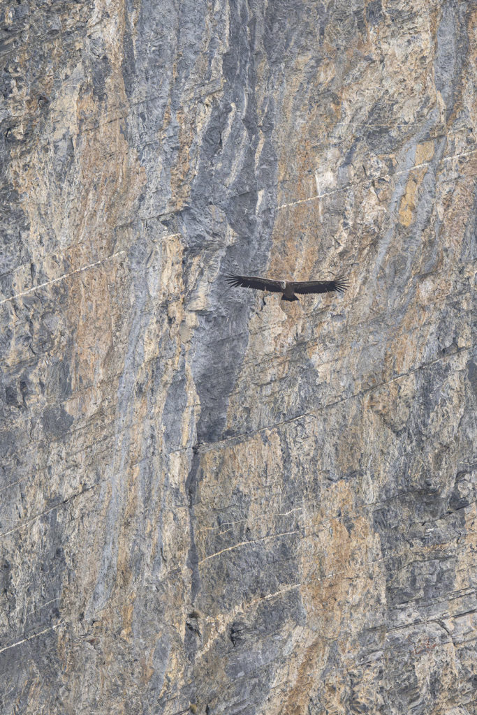 Carnets naturalistes - à l’ombre des géants dans la brume de la Gemmi - Vautour fauve