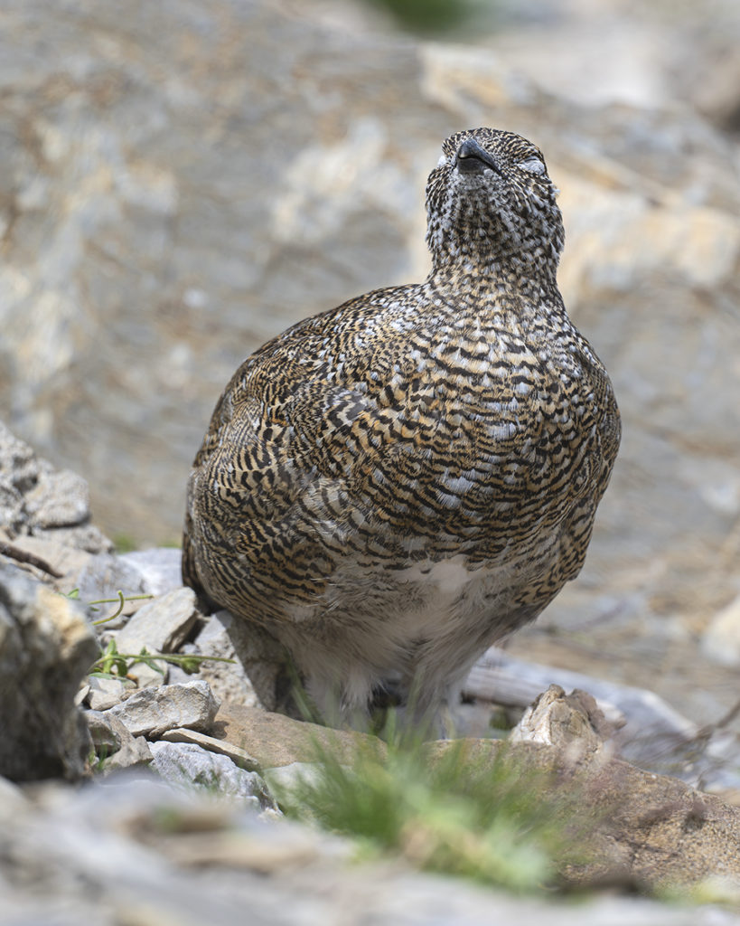 Carnets naturalistes - Une rencontre suspendue avec le Lagopède alpin