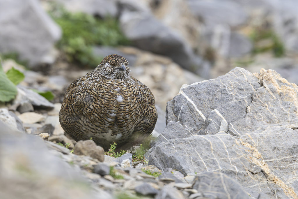 Carnets naturalistes - Une rencontre suspendue avec le Lagopède alpin